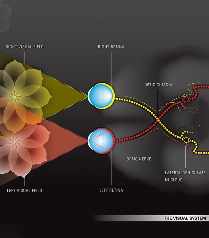 Close up of poster displaying the human visual system